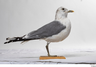 Common gull Larus Canus whole body 0001.jpg